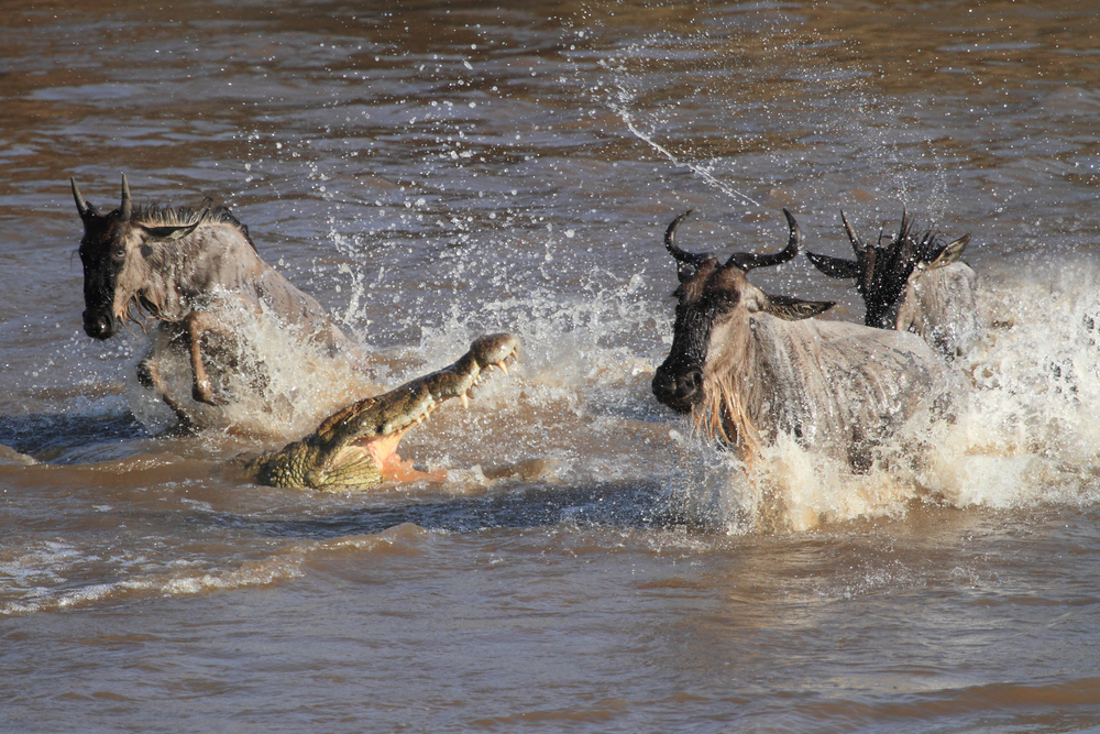 Wildebeest-chasing crocodile in Mara River, Masai Mara, Kenya