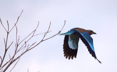 A lilac breasted roller in flight