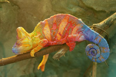 Madagascar - Chameleon on a branch