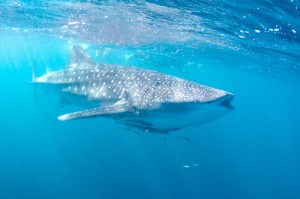 Ningaloo Reef is famous for whale sharks, Western Australia