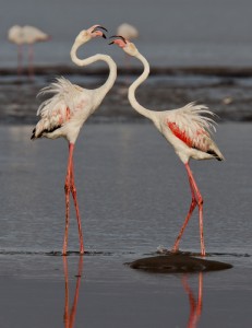 Bolivia Flamingoes 179480780