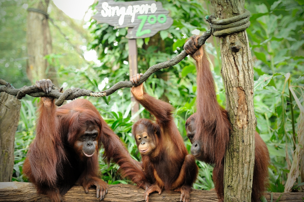 Orangutans in Singapore Zoo