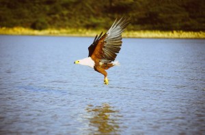 African_fish_eagle_above_water