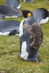 A Young King Penguin who hasn't fully moulted