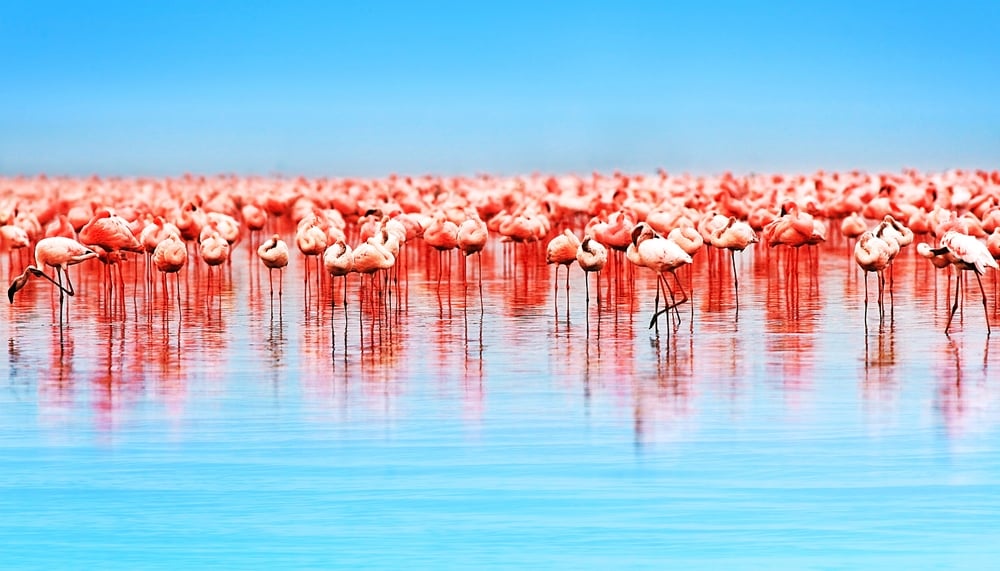 Flamingo Birds in the Lake Nakuru, Kenya