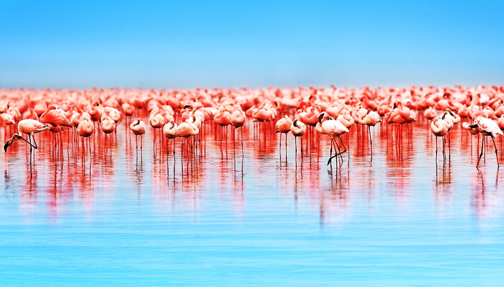 Flamingos Galore and More, in Lake Nakuru National Park, Kenya | Goway