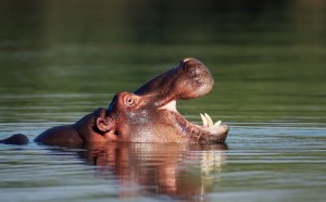 A Hippo in Kruger National Park