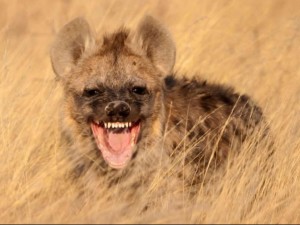 A Laughing Hyena