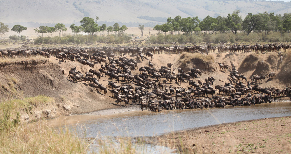Maasai Mara Wildebeest Migration Safari_1