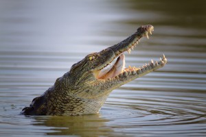 Nile crocodile swallowing a fish in Kruger National Park