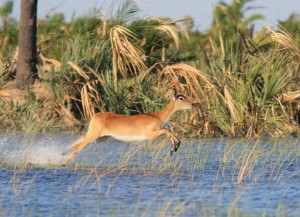 A Red Lechwe skimming over water