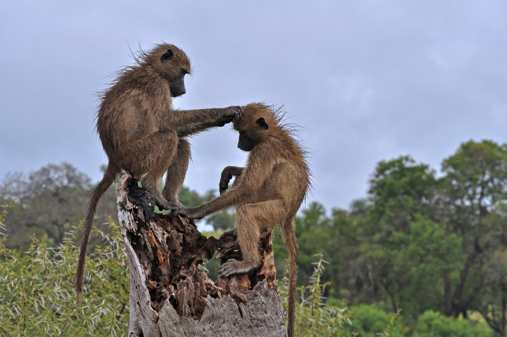 Two wild chacma baboons grooming in Kruger Park, South Africa