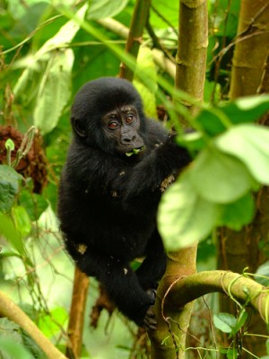 A baby mountain Gorilla, Uganda