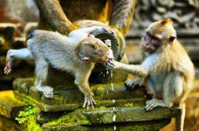 Bali Temple Monkey