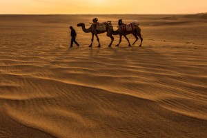China Dunhuang Camels Sunset Gansu Silk Road_185192039