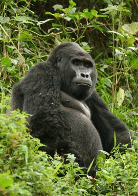 An Ugandan Gorilla