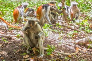 Red Colobus Monkeys, Zanzibar