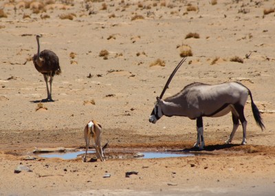 Namibian Onyx