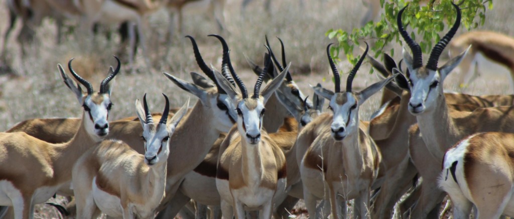 antelopes2