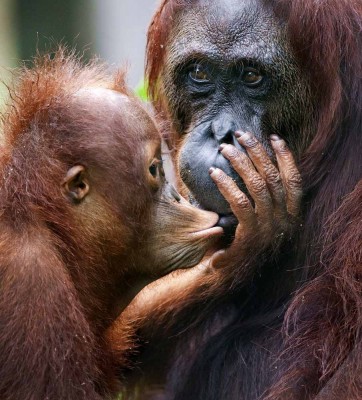A female of the orangutan with a cub