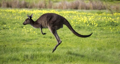 An Australian brown kangaroo