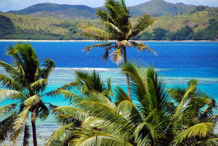 Fijian Palm Trees, Fiji