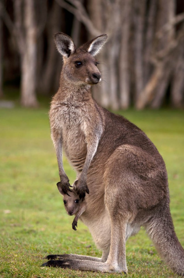 Why do kangaroos hop? | Goway