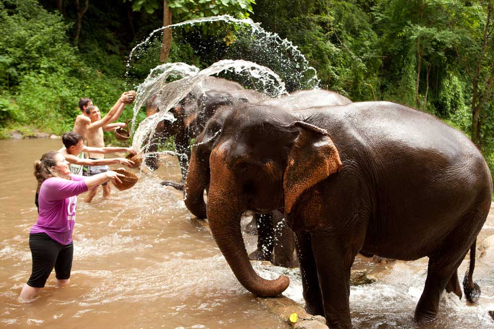 Playing with the elephants in Chiang Mai Thailand