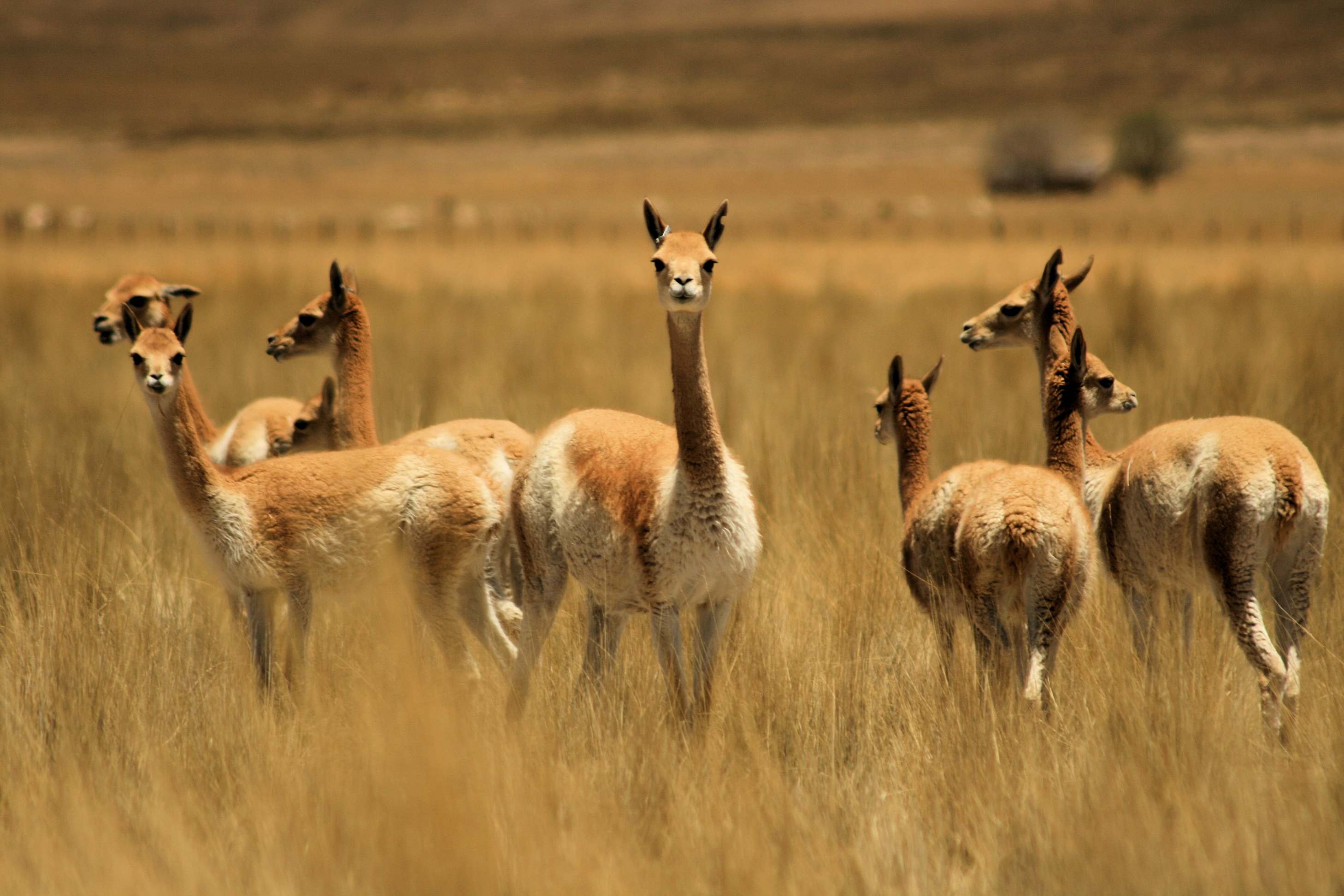 Animal Spotlight: Vicuñas - South America's Royal Animal | Goway Travel
