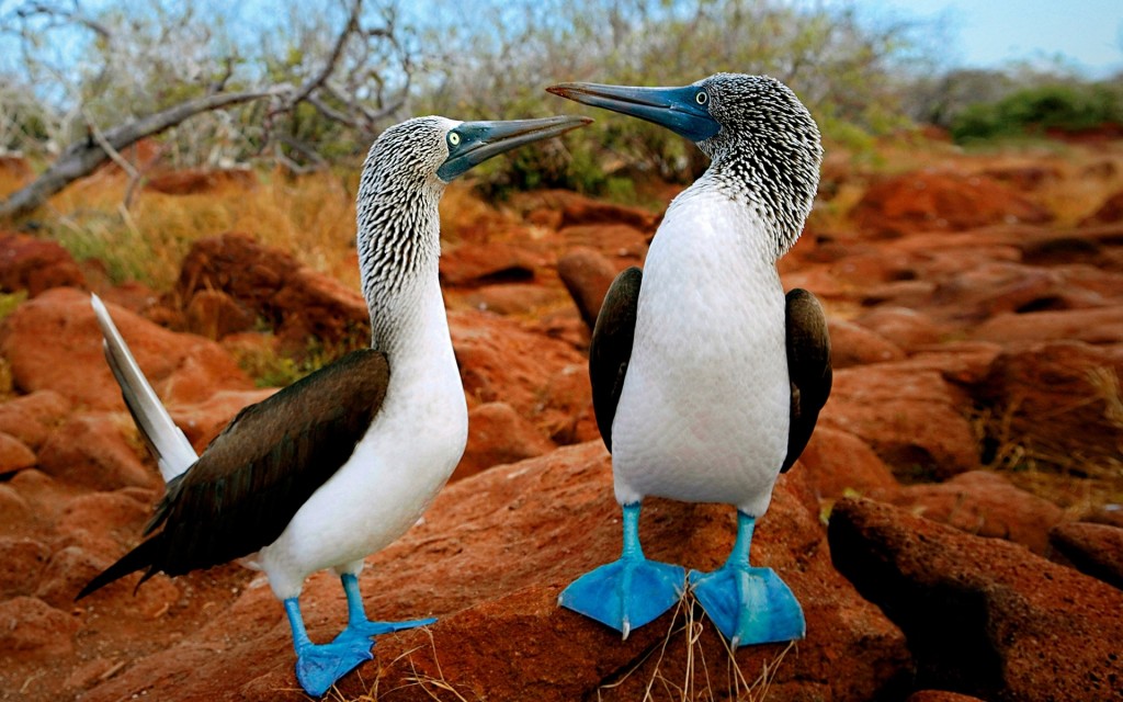 Blue-footed boobie, Galapagos Islands, Ecuador