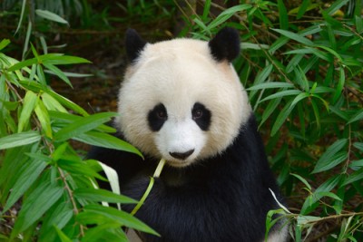 A Giant Panda in Chengdu