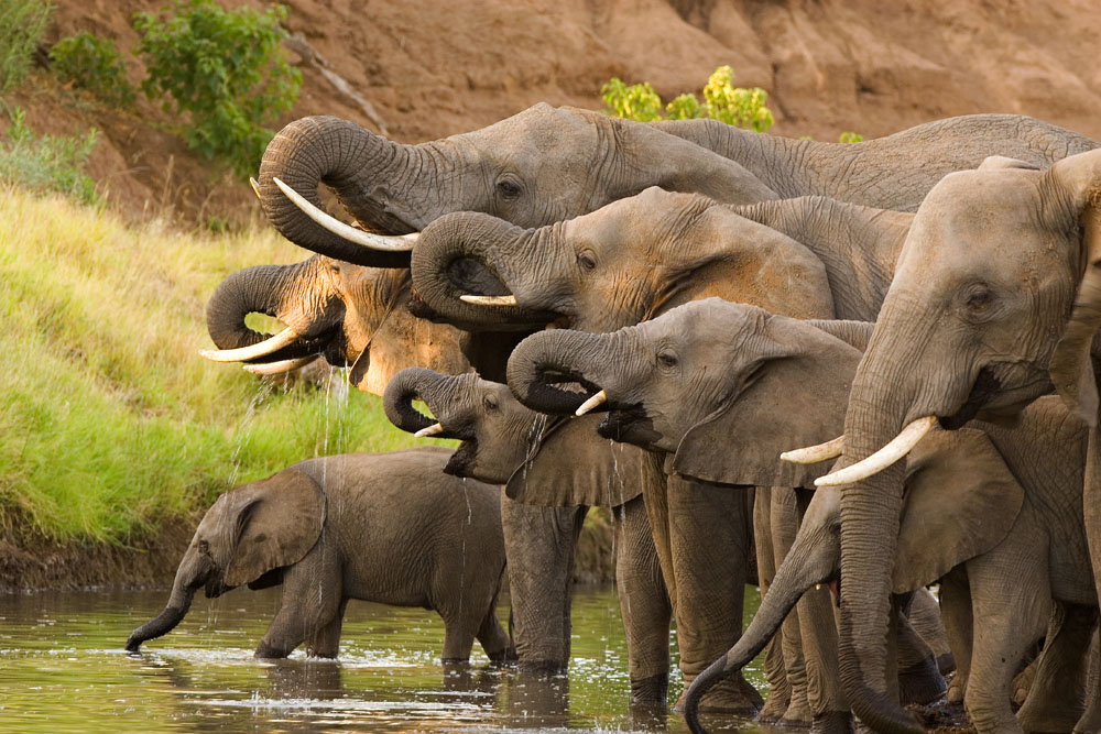 Elephants drinking from Okavango, Botswana
