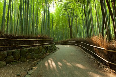 Bamboo Grove at Arashiyama, Kyoto Japan