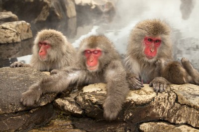Snow Monkeys Macaques, Japan