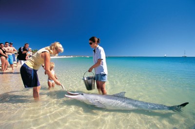 Bottlenose Dolphin. (Image courtesy of Tourism Western Australia)