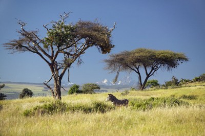 Endangered Grevy's Zebra and Acacia Tree in foreground in front of Mount Kenya in Kenya