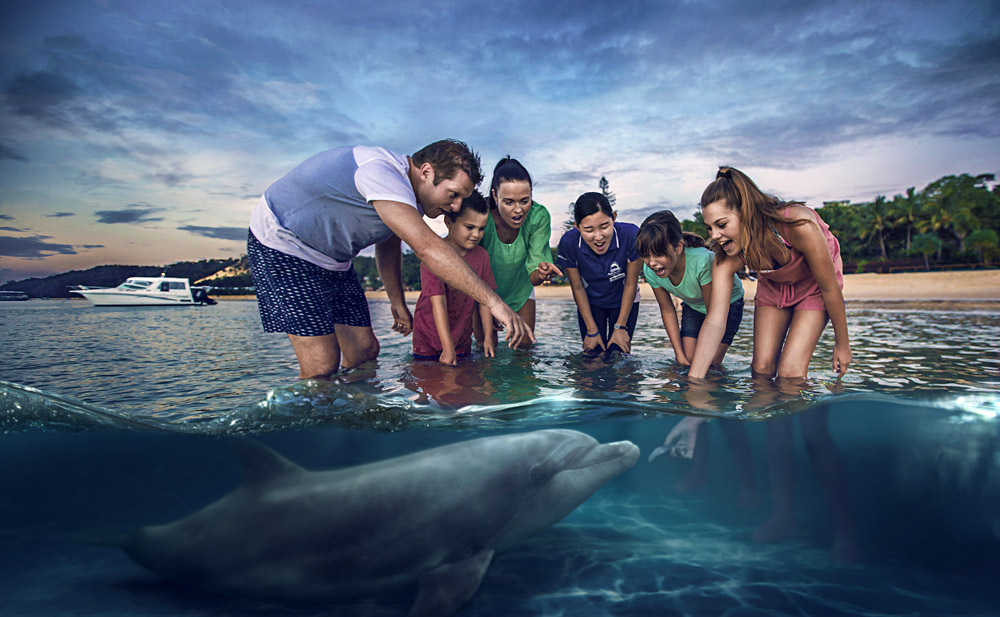 Feeding Wild Dolphins at Tangalooma, Australia