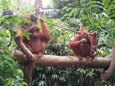 Singapore Zoo Monkeys