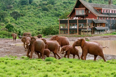 Elephants around The Ark