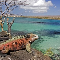 Iguana in Floriana Island, Galapagos Islands, Ecuador