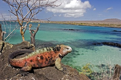 Galapagos Islands iguana