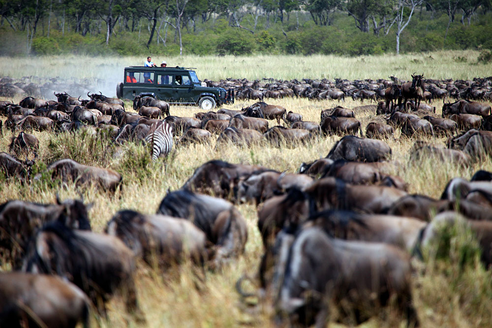 Jeep migration safari in the Masai, Kenya