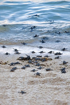 Sea turtles taking their first steps down the beach and into the ocean
