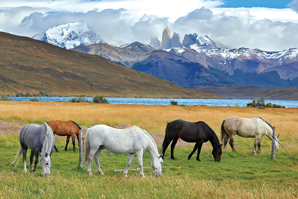Horses grazing in Torres del Paine, Patagonia Chile