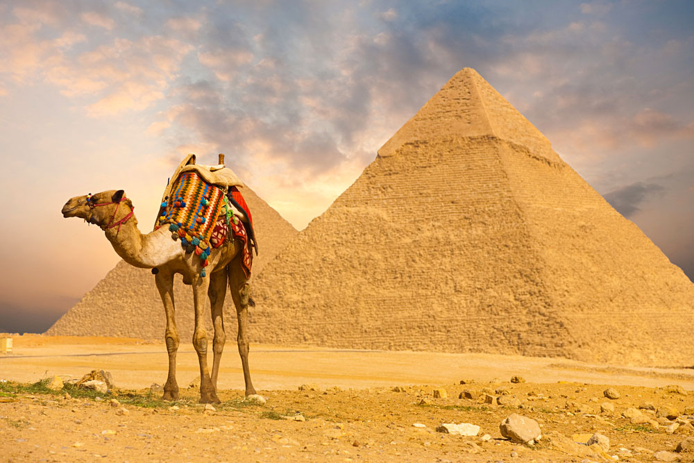 Colourfully Saddled Camel Waits for its Owner in Front of the Pyramids with a Beautiful Sky of Giza in Cairo, Egypt