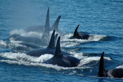 A pod of Orca killer whales