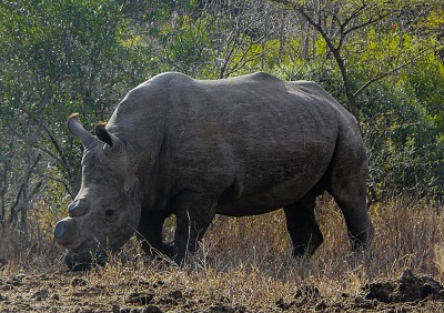 Rhino without its horn