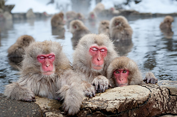 Snow Monkeys Bathe in Hot Springs Nagano, Japan