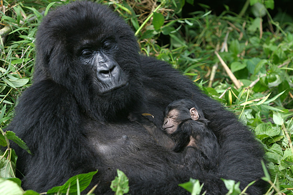 Mountain Gorilla With Three Day Old Baby, Virunga Mountains, Rwanda