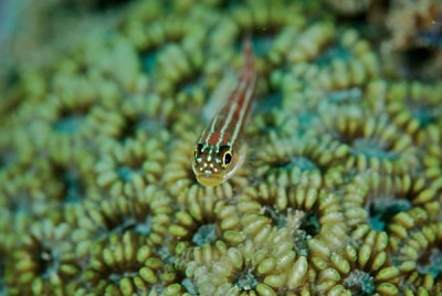 A small fish sits on a coral reef